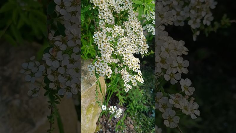 спирея серая грефшейм #garden #gardening #nature #спирея серая грефшейм #butterfly