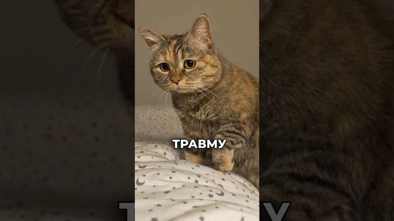 Вы наносите котику травму, если делаете это #кот #видосыоткота #аnimals #cat