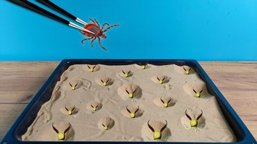 Что если Клещ кровопийца попадет в логово к муравьиным львам?