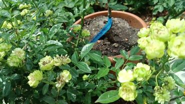 Роза Вайлд Эклер