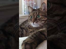 Два пропущенных 📳🙀🤔🤣#cat #кот #юмор #котушка #приколы #цитаты