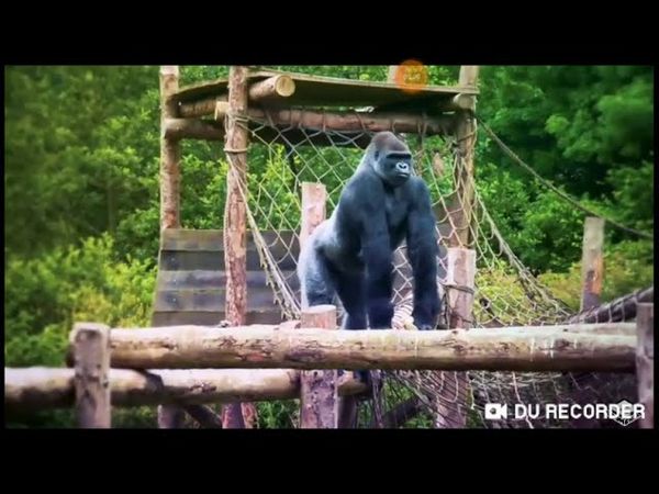 18+ фейк жуткий взлом канала Бумеранг