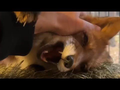 Алиса - лиса. Белому достался кусочек курицы Игниса #лисяо #животные #fox #лиса #собака #animals