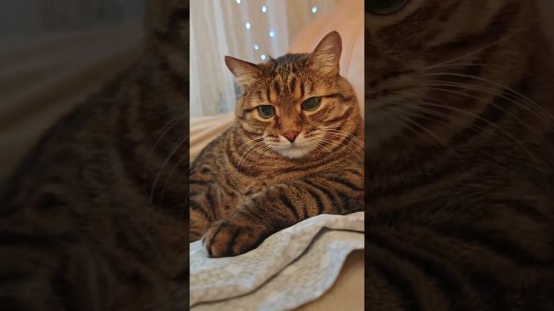 Диетическая еда 🙀🫢🤔🤣 #cat #кот #юмор #котушка #приколы #цитаты #позитив #популярное