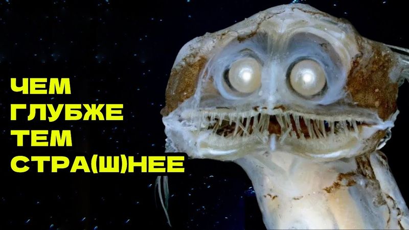 ЧЕМ ГЛУБЖЕ В ОКЕАН, ТЕМ СТРАННЕЕ ОБИТАТЕЛИ