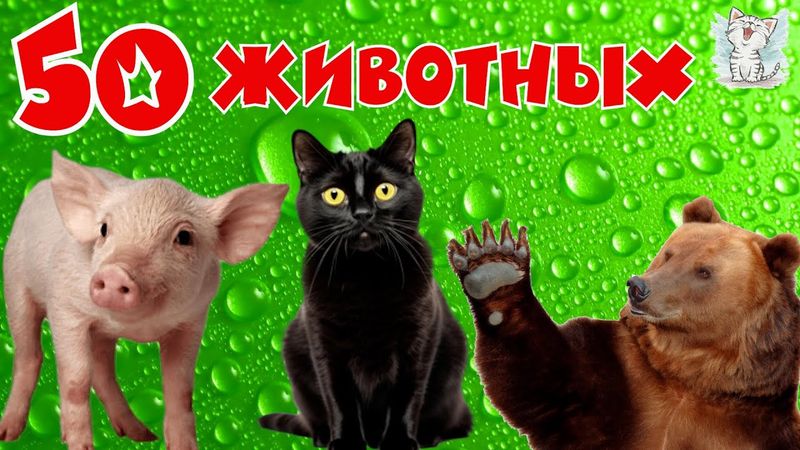 Животные и их звуки для детей. Сборник, обучающее видео