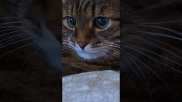 Кофе в постель ☕🙀😉🤣 #cat #кот #юмор #котушка #приколы #позитив #популярное #цитаты