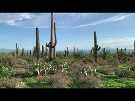 A beautiful Sonoran Desert monsoon meadow walk