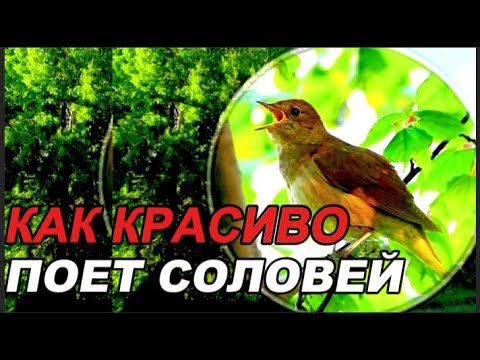 Чудесное Пение Соловья и Красота Природы Подарят Вам Здоровье и Восстановят  Ваши Силы. ASMR.