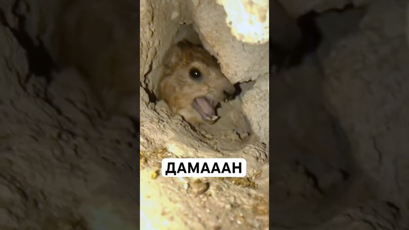 Irace: il parente più strano del regno animale