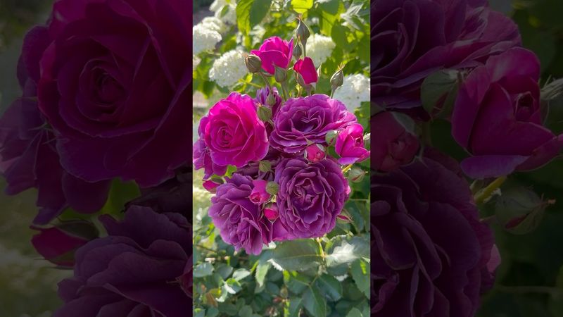 Роза Минерва - букетное цветение #rose #розы #цветы #garden #flowers #nature #rosé #minerva