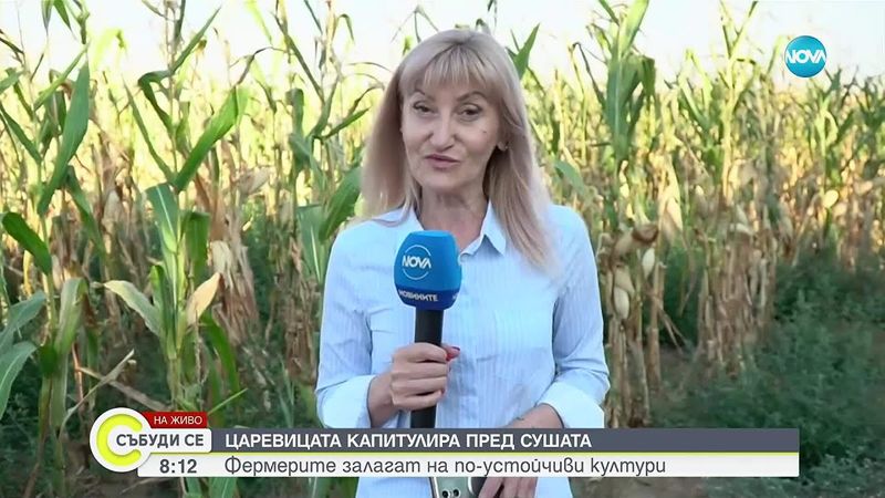 Производители очакват провал на реколтата от царевица
