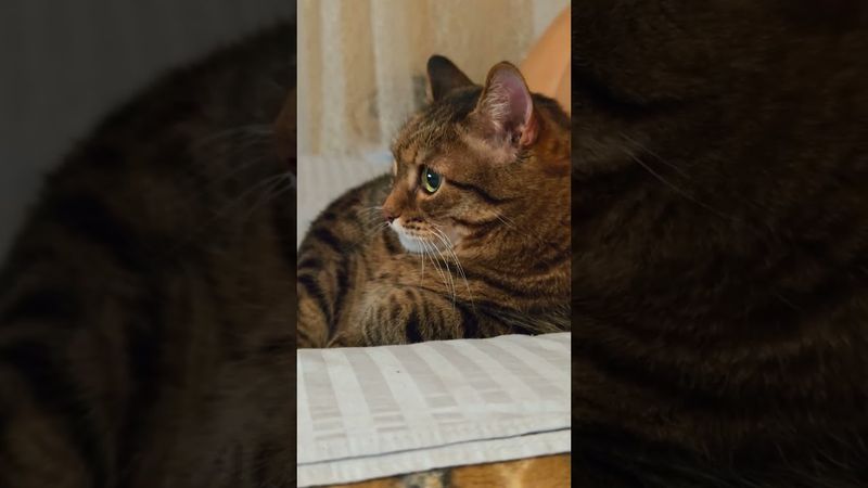 Обязан спорту 🏃🙀😹🤣 #cat #кот #юмор #котушка #приколы #цитаты #мем