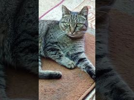 Природа одарила 😻🤩❤🤣 #cat #кот #юмор #котушка #приколы #цитаты