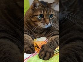 Не спрашивай 😉🤔🤗👍 #cat #кот #котушка #цитаты #психология #видосыоткота #приколы