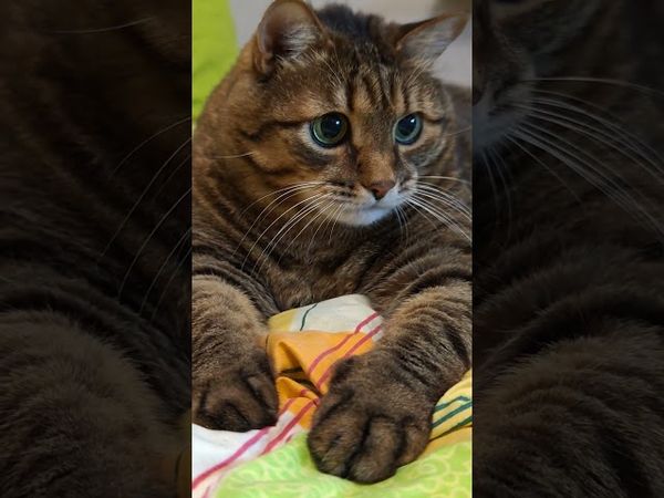 Не спрашивай 😉🤔🤗👍 #cat #кот #котушка #цитаты #психология #видосыоткота #приколы