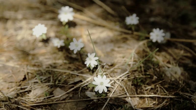 La nature de la Russie. Printemps.
