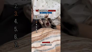 СМЕШНЫЕ МОМЕНТЫ #shortvideo #short #shorts