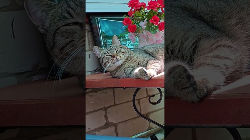 Всё будет хорошо 👍🤗😻❤ #cat #кот #юмор #котушка #приколы #цитаты