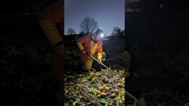 Авдошка , пойдем копать картошку) #НейроКотСПб #Kot #Воронцолог #Стрим #Картошка #Граф