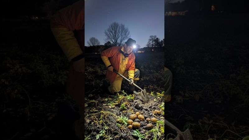 Авдошка , пойдем копать картошку) #НейроКотСПб #Kot #Воронцолог #Стрим #Картошка #Граф