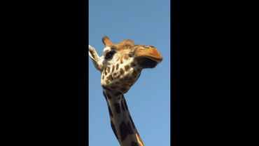 Incredible footage of giraffe zoomies ahead of World Giraffe Day