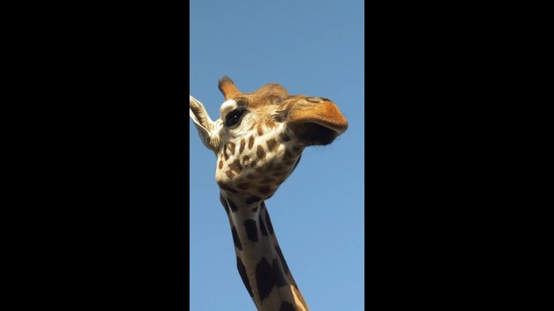 Incredible footage of giraffe zoomies ahead of World Giraffe Day