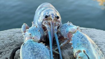 Blue Lobster jumpscare 4k meme