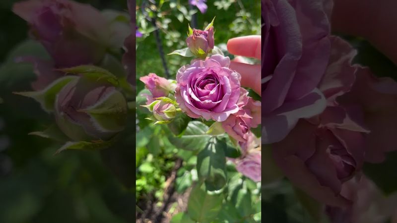 Роза Квиксилвер #rose #garden #flowers #rosegarden
