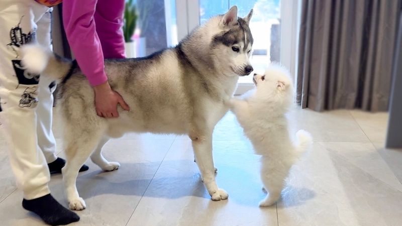 У нас Щенок ШПИЦ !