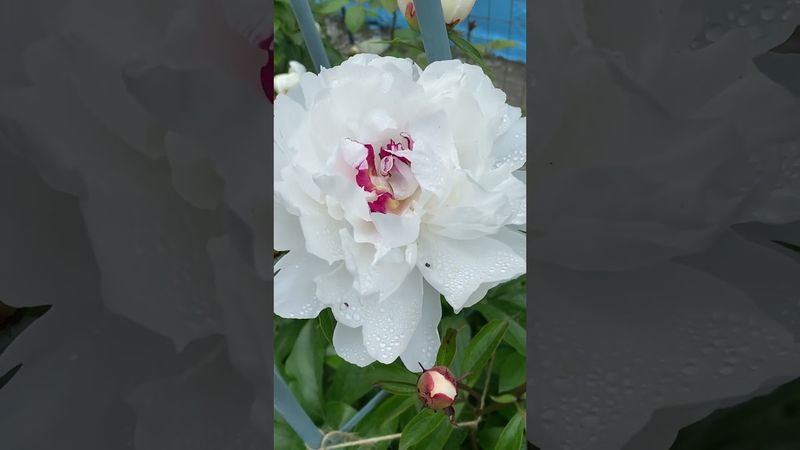 Травянистый пион, по классике с муравьями🤭 #peony