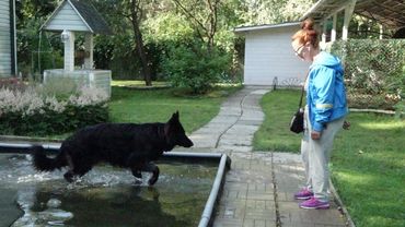 ДТ - 766. Немецкая овчарка в акватории. Упражнения в воде.