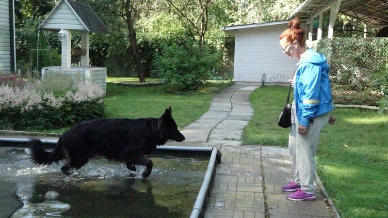 ДТ - 766. Немецкая овчарка в акватории. Упражнения в воде.