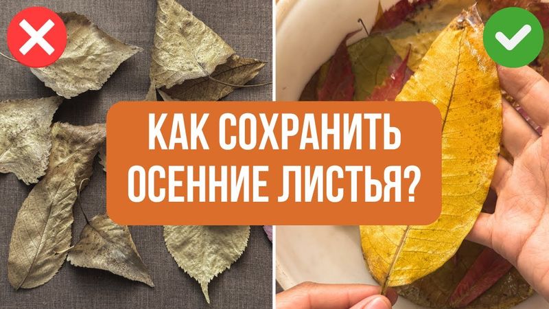 Как сохранить ОСЕННИЕ ЛИСТЬЯ навсегда?🍂 2 Простых способа для декора и творчества!🎨