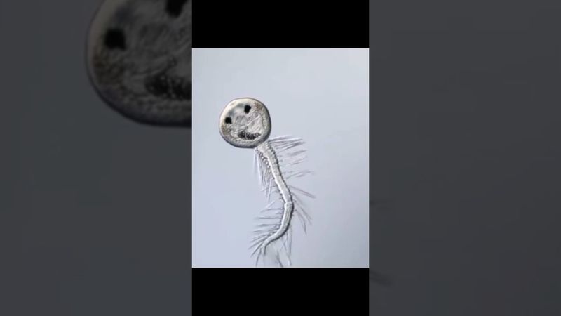 Мастер Перевоплощений Под Микроскопом