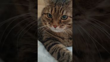 Вор вынес всё 🙀🤔😉🤣 #cat #кот #юмор #котушка #приколы #цитаты