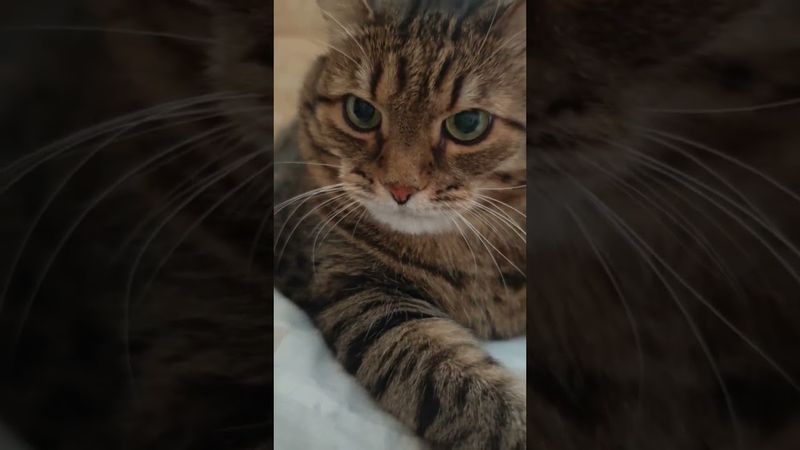 Вор вынес всё 🙀🤔😉🤣 #cat #кот #юмор #котушка #приколы #цитаты