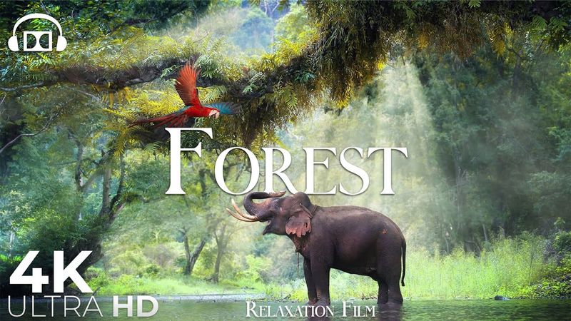Forest 4K 🐘 Rainforest Relaxation Film - Peaceful Relaxing Music - Nature 4k Video UltraHD