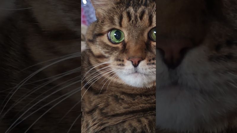 У страха 👀🙀😮🤣 #cat #кот #юмор #котушка #приколы #цитаты