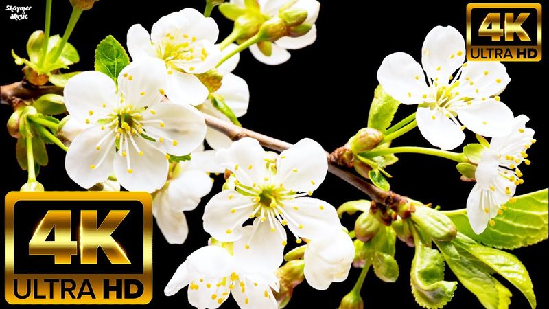 Коллекция самых красивых цветов🌹🌸🌺 4K ULTRA HD и фортепиано для релакса