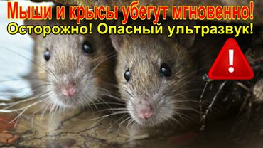 ☠7 минут ужаса для грызунов! Осторожно! Ультразвук!/7 minutes of horror for rodents! Carefully!