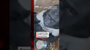 Rescued baby gorilla recovers from smuggling ordeal. #Istanbul #BBCNews