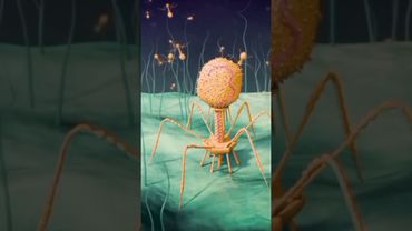 Хищники Микромира: Как Бактериофаги Охотятся на Бактерии