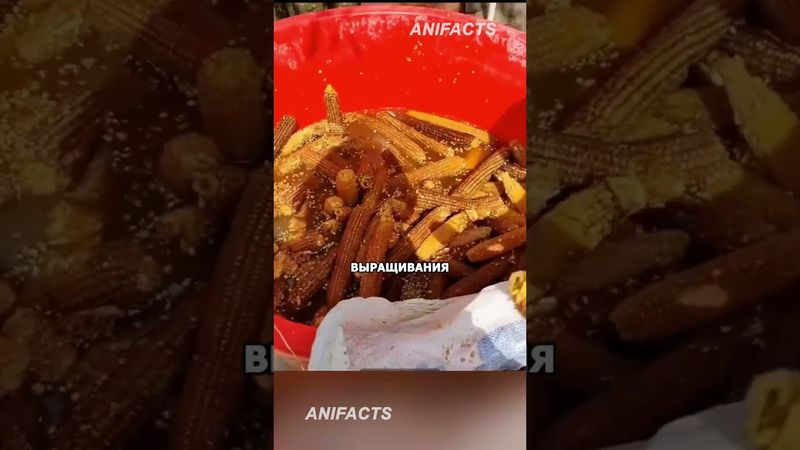 БИЗНЕС НА ОТХОДАХ 📈 #китай #новости #инновации #агротехнологии #бизнесснуля