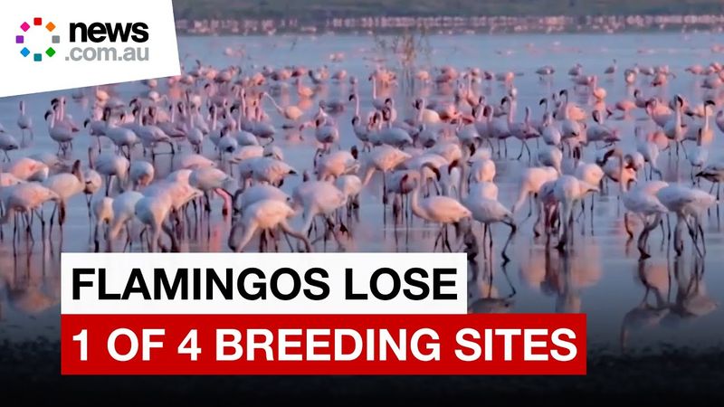 African flamingos lose one of four breeding sites to sewage