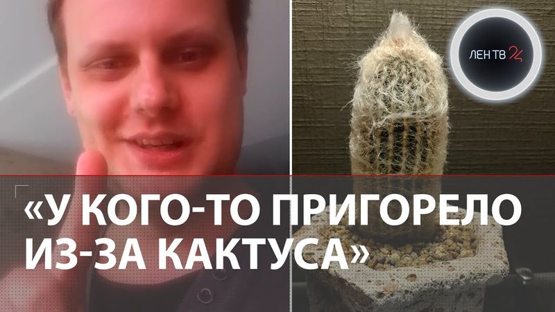 Скинул в рабочий чат фото своего... КАКТУСА и лишился работы: Большой скандал в колледже Волгограда