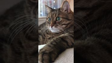 Оттенки помады 💋🙀🤔🤣 #cat #кот #юмор #котушка #цитаты #приколы