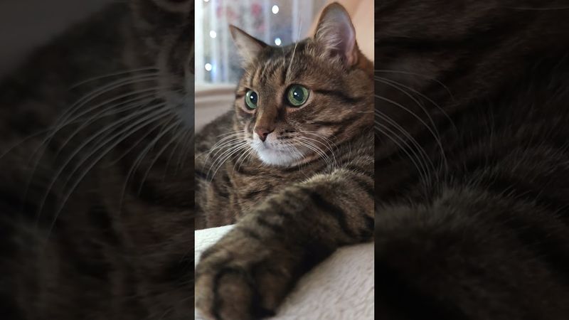 Оттенки помады 💋🙀🤔🤣 #cat #кот #юмор #котушка #цитаты #приколы