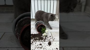 Ничего не знаю, тут всё так и было