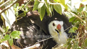 Quietly seated in the monsoon humid heat is this White-breasted waterhen on her nest in a shrub